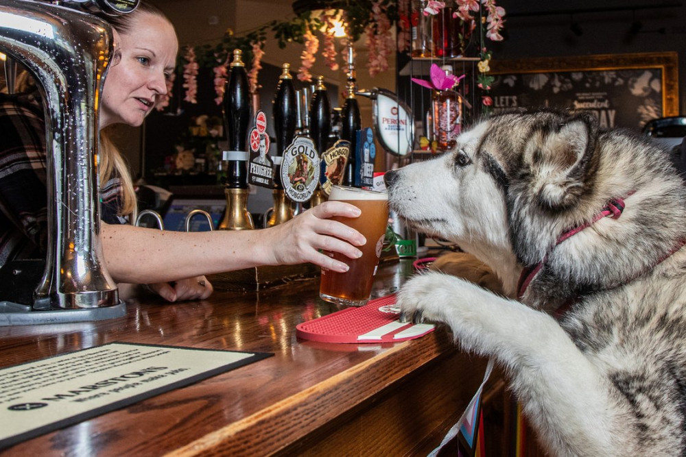 dog with beer.jpg